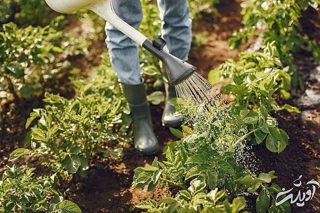 روز کارگران مزرعه